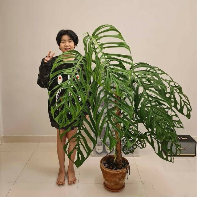 正版巨洞龟背竹Monstera epipremnoides室内客厅绿植ins风