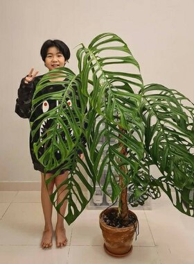 正版巨洞龟背竹Monstera epipremnoides室内客厅绿植ins风