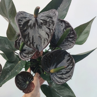 荷蘭進(jìn)口盆栽夏日夜曲紅掌 黑花燭開(kāi)花成株黑色戀人彩掌