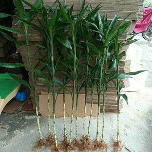 带老根土栽植物招财旺宅超大号粗竹有根竹子长款富贵竹花水养客厅
