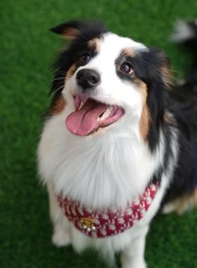 狗狗宠物口水巾吉祥拜年春节新年红色装饰喜庆大中小型犬通用泰迪