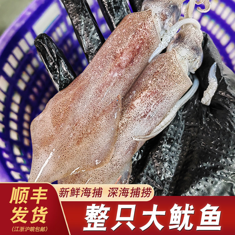 舟山笔管鱿鱼鲜活速冻深海海捕硬皮脆皮枪小管乌贼海兔子海鲜水产