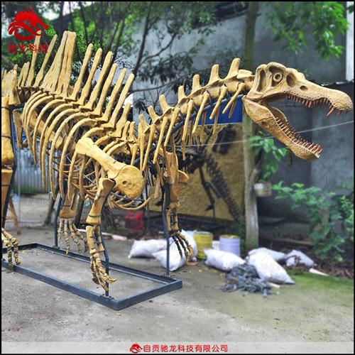 大型仿真恐龙棘龙甲龙基龙骨架化石模型定做动物骨骼标本