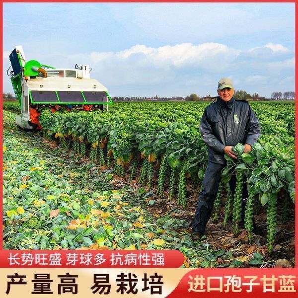 进口小包菜子种特色孢子甘蓝包心菜种高产四季盆栽大田蔬菜子种苗
