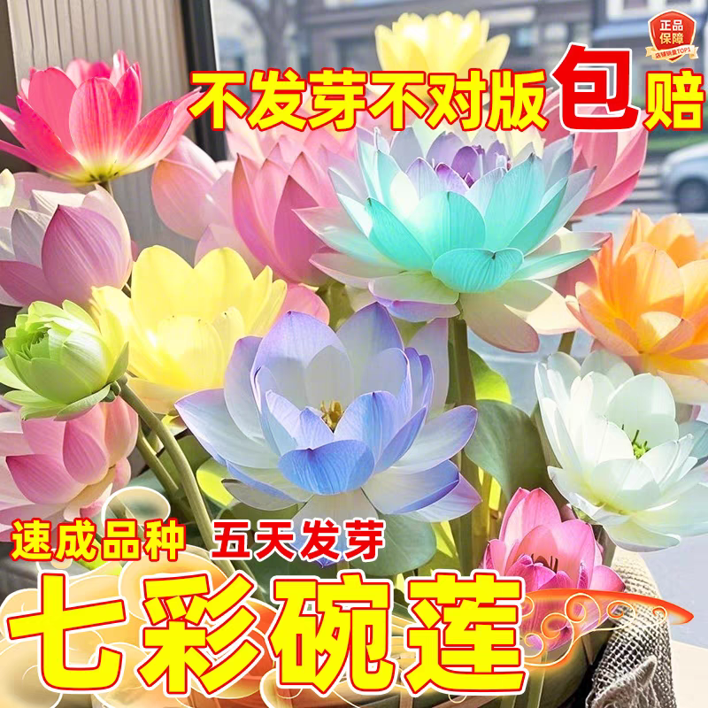碗莲种植物花卉水培四季水培水养开花绿植懒人荷花水养莲花阳台