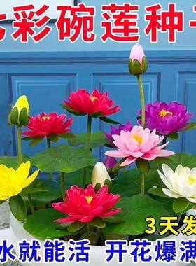 睡莲水培植物带花苞四季开花池塘荷花藕种盆栽水养水莲花根块种子