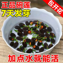 碗莲种水培花卉水养四季莲花荷花香绿植水培莲子室内好养活观赏花