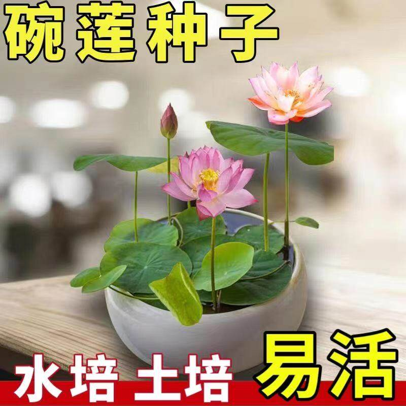 七彩碗莲种子水培植物盆栽已开口泗季开花阳台庭院睡莲泗季绿植