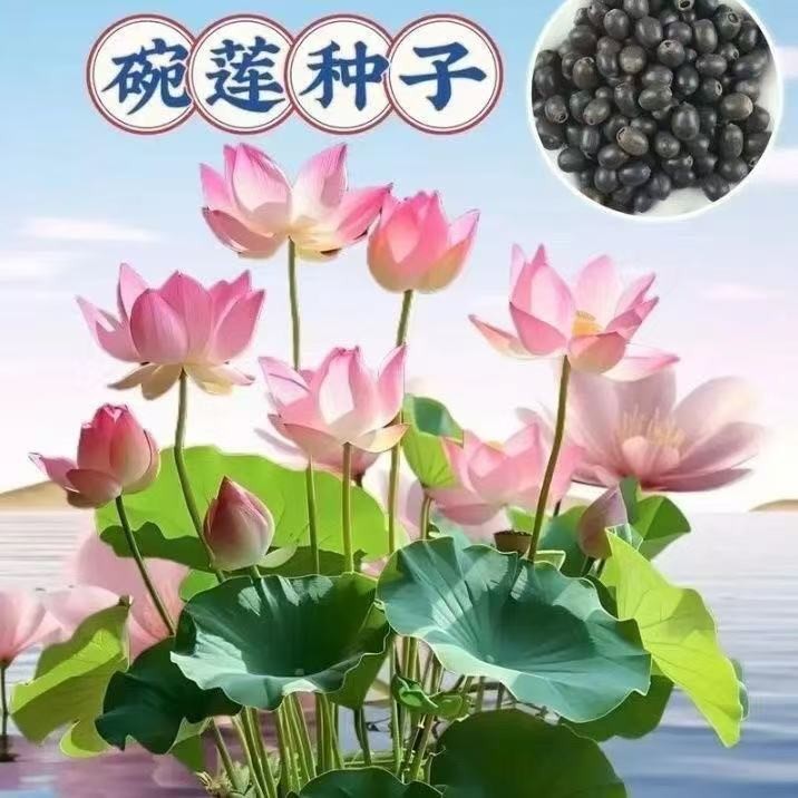 七彩碗莲水培植物荷花盆栽已开口泗季开花阳台庭院睡莲四季绿植