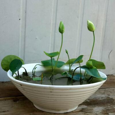 【水培开花】莲花懒人水养开花碗莲水培植物荷花阳台和鱼共养
