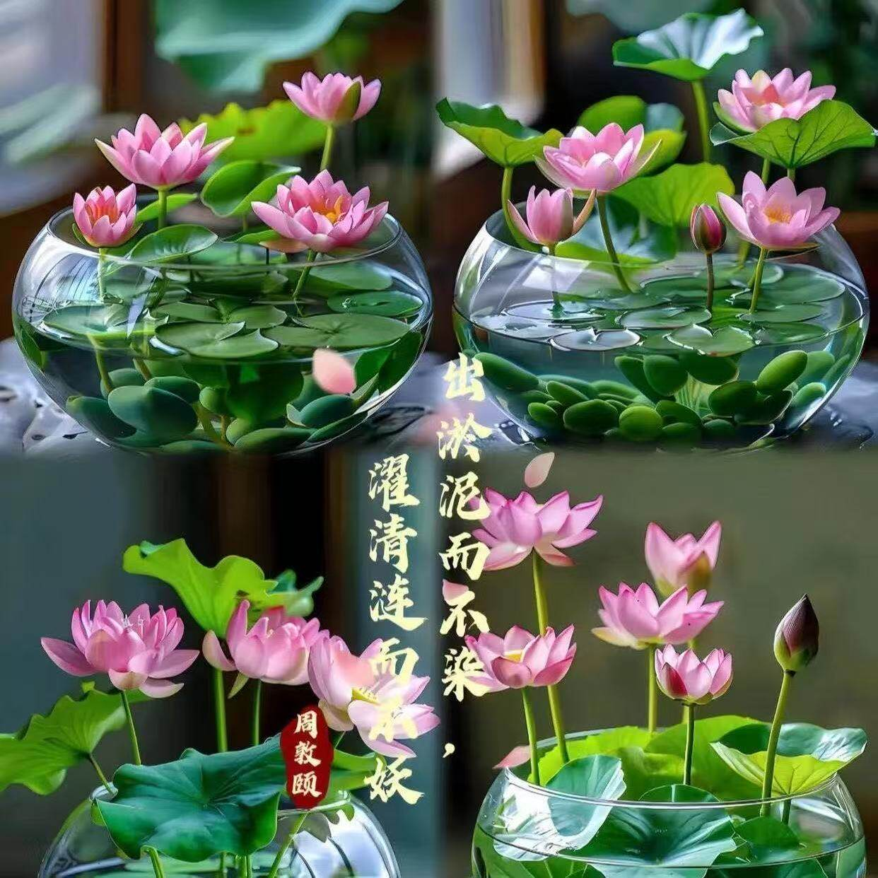 七彩碗莲种子水培植物盆栽已开口泗季开花阳台庭院睡莲泗季绿植