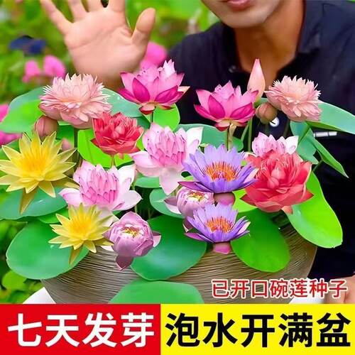 七彩碗莲水培植物荷花盆栽已开口泗季开花阳台庭院睡莲四季绿植