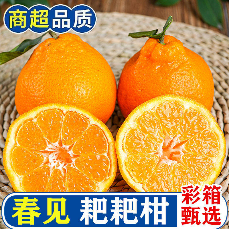 四川正宗春见耙耙柑特级丑粑粑柑橘子当季新鲜装水果当季整箱包邮,水产肉类/新鲜蔬果/熟食,桔子,淘宝优惠券,粉丝福利购,淘宝优惠卷