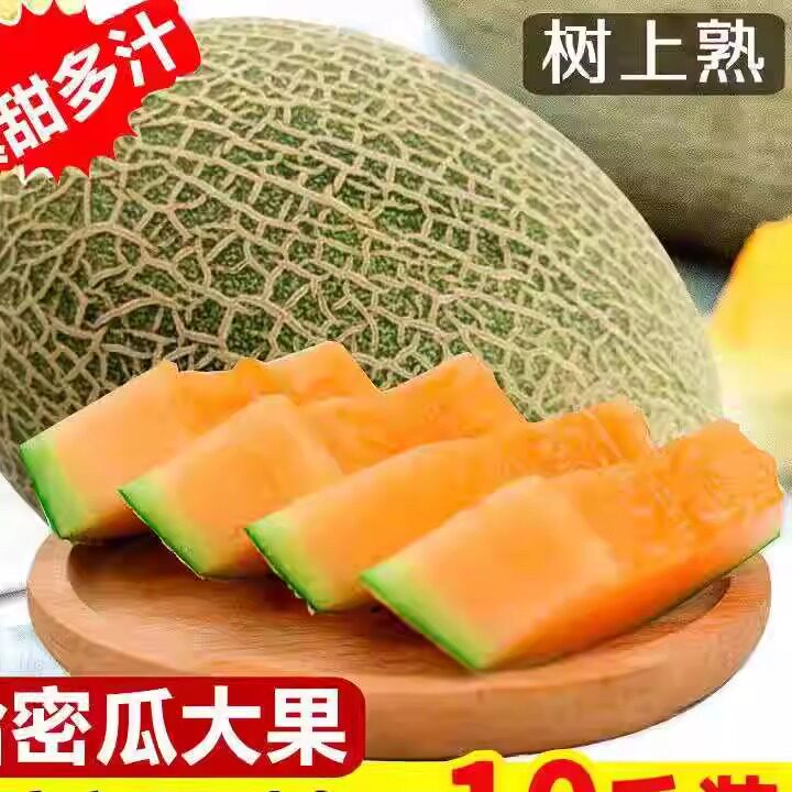 新疆哈密瓜西州蜜网纹瓜甜瓜香瓜脆瓜新鲜水果孕妇专享整箱包邮