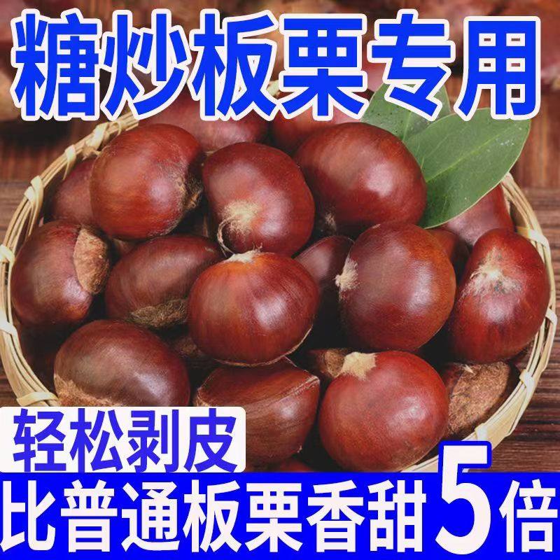 【易剥皮衣】山东油栗子生板栗大板栗现摘锥栗野生栗子板栗批发
