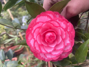 锦上添花山茶花树苗盆栽福建龙岩名贵茶花庭院绿植玫瑰花型耐寒