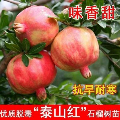 泰山红石榴树苗嫁接果树苗南北方种植抗旱耐寒当年结果乔木