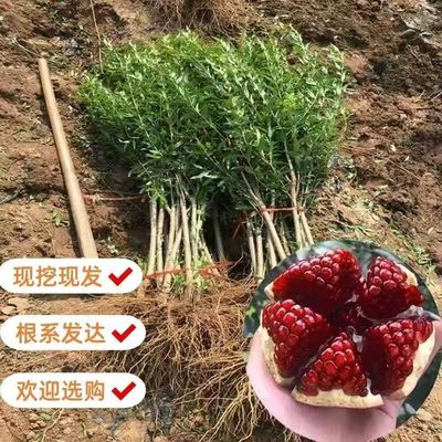 嫁接突尼斯石榴树苗当年结果南北方种植庭院果树苗现挖现发