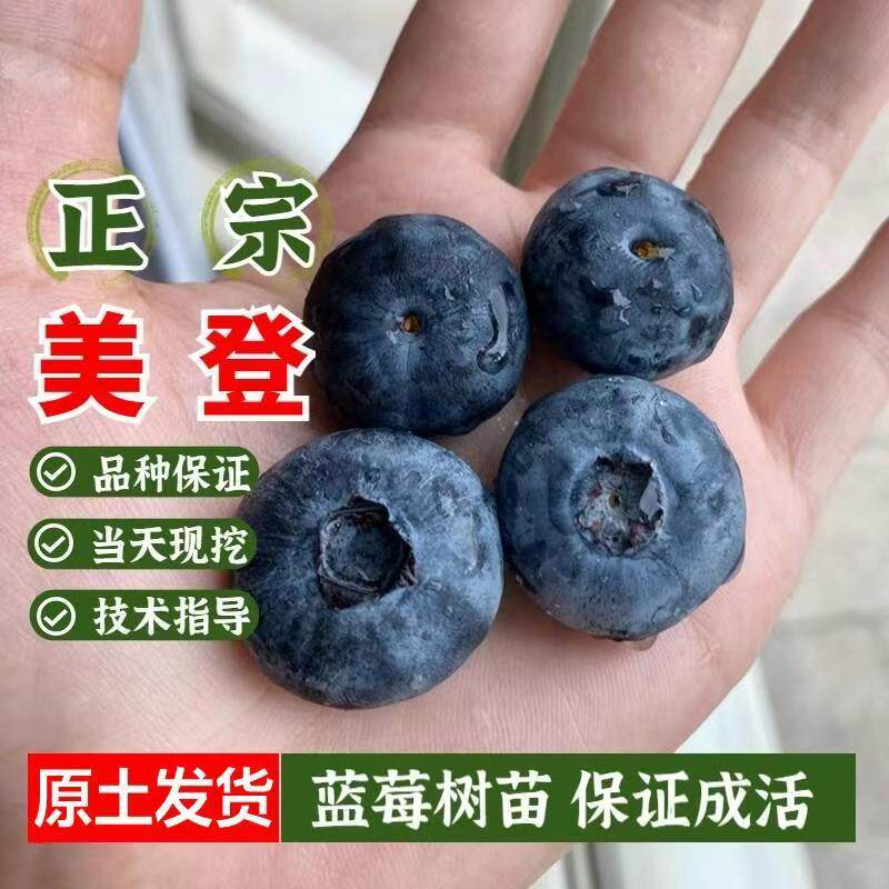 美登蓝莓苗扦插果树苗盆栽庭院种植当年结果原土发货技术指导