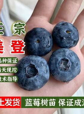 美登蓝莓苗扦插果树苗盆栽庭院种植当年结果原土发货技术指导