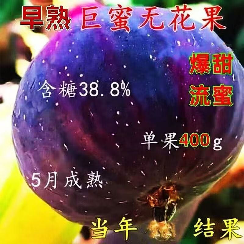嫁接早熟巨蜜无花果树苗南北方种植爆甜流蜜400g含糖38.8%