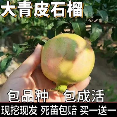 大青皮石榴树苗嫁接苗当年结果包成活死苗包赔南北方种植