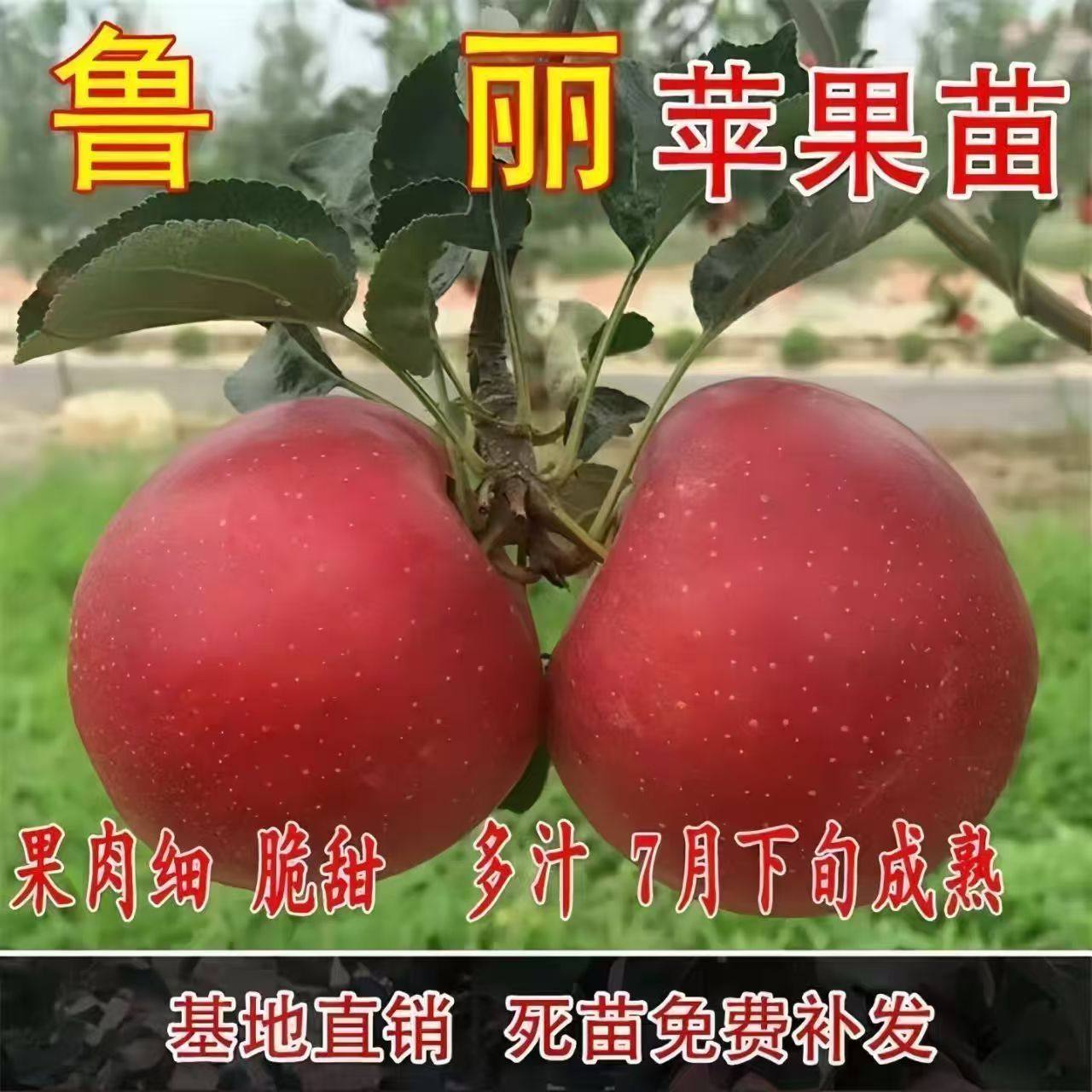 鲁丽苹果树果苗嫁接红富士当年结果南北方种植基地直销死苗补发