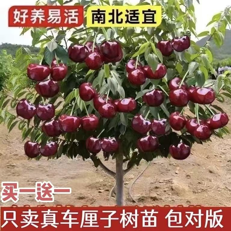 车厘子樱桃树苗嫁接矮化果树苗南北种植盆栽正宗买一送一