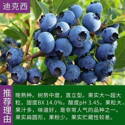 迪克西蓝莓苗扦插果树苗南方北方庭院种植当年结果爆产大苗送肥料