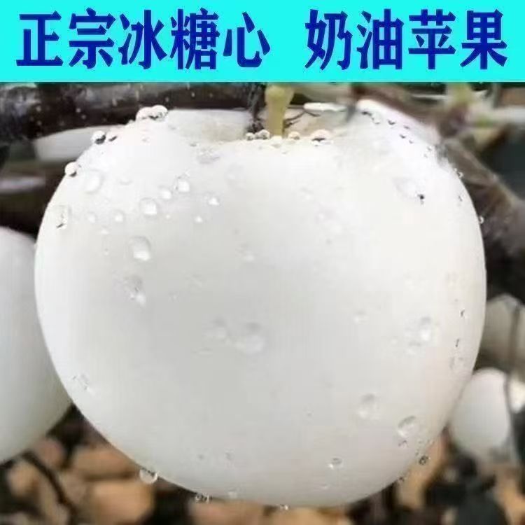 正宗冰糖心奶油苹果树苗盆栽地栽易种易活水果苗
