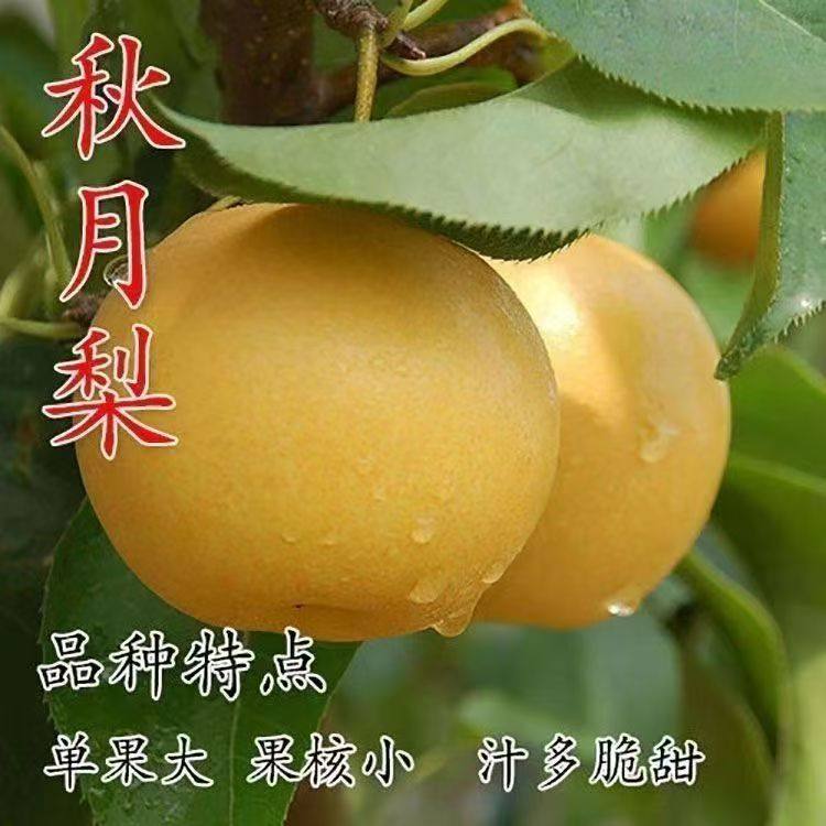 秋月梨果树苗嫁接脆甜梨子活苗当年结果盆栽地栽南北方种植