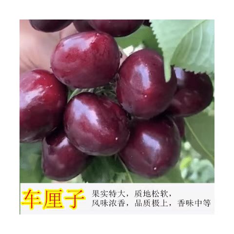 嫁接车厘子樱桃树苗当年结果南北方种植盆地栽果树苗爆产大苗