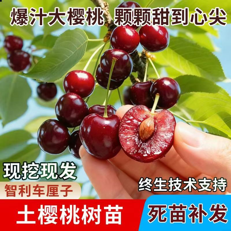 智利车厘子大樱桃树苗嫁接苗南北方种植当年结果爆产果树苗