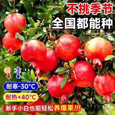 特大无籽红状元石榴树苗嫁接当年结果南北方种植爆甜3斤大果