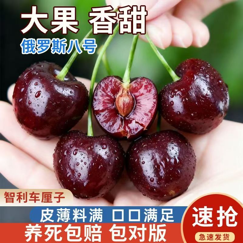 八号车厘子樱桃树苗嫁接大果
