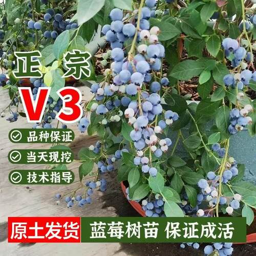 【带花苞】正宗V3蓝莓苗扦插果树苗当年结果庭院盆栽地栽原土发货