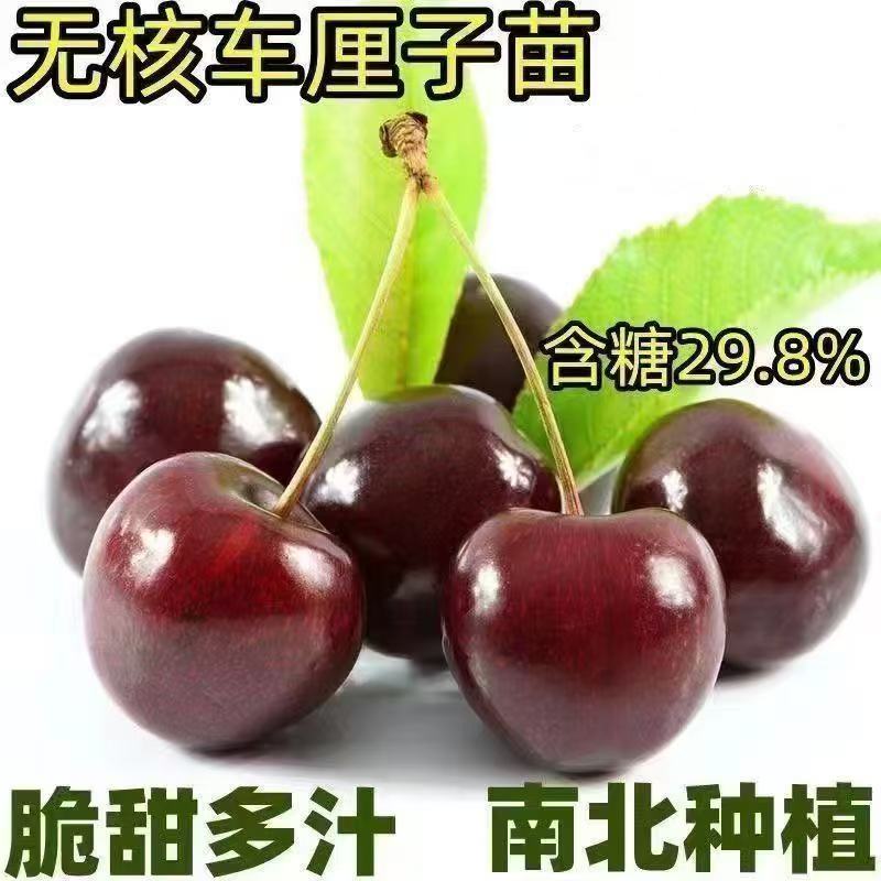 特大无核车厘子樱桃树苗嫁接苗南北种植脆甜多汁当年结果