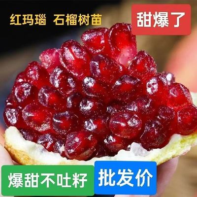 红玛瑙石榴树苗嫁接大苗当年结果庭院种植南北方乔木果树
