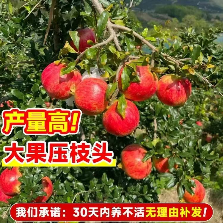 优质蒙阳红石榴树苗嫁接果树苗当年结果乔木大苗买一送一爆产