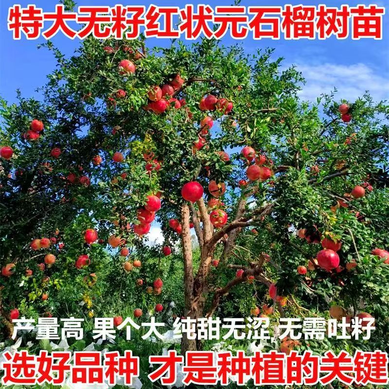 特大无籽红状石榴树苗嫁接乔木果树苗庭院盆栽当年结果大苗