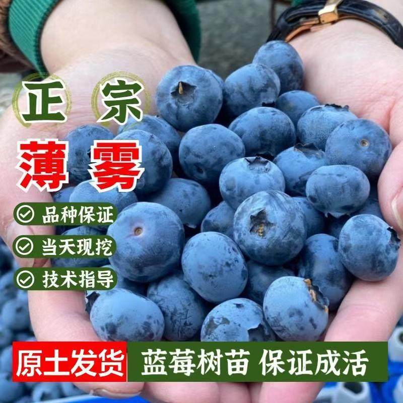 正宗薄雾蓝莓苗扦插果树苗原土发货当天现挖技术指导南北方种植,鲜花速递/花卉仿真/绿植园艺,果树,淘宝优惠券,粉丝福利购,淘宝优惠卷