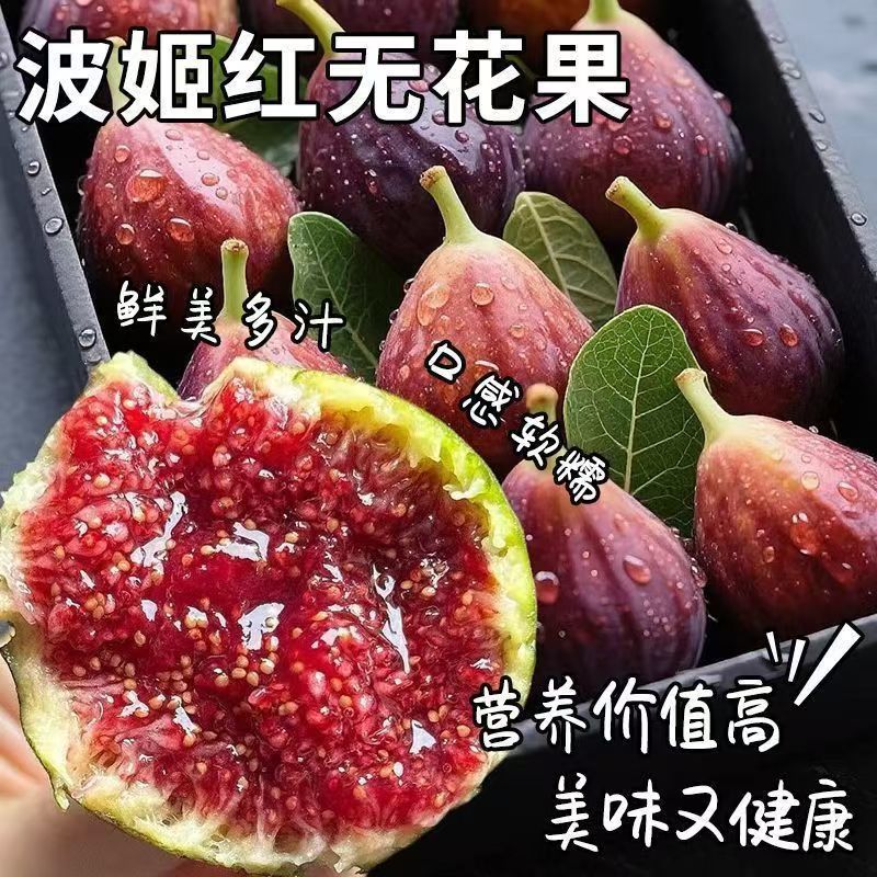 波姬红无花果树苗嫁接特大果盆栽地栽波姬红南北方种植当年结果
