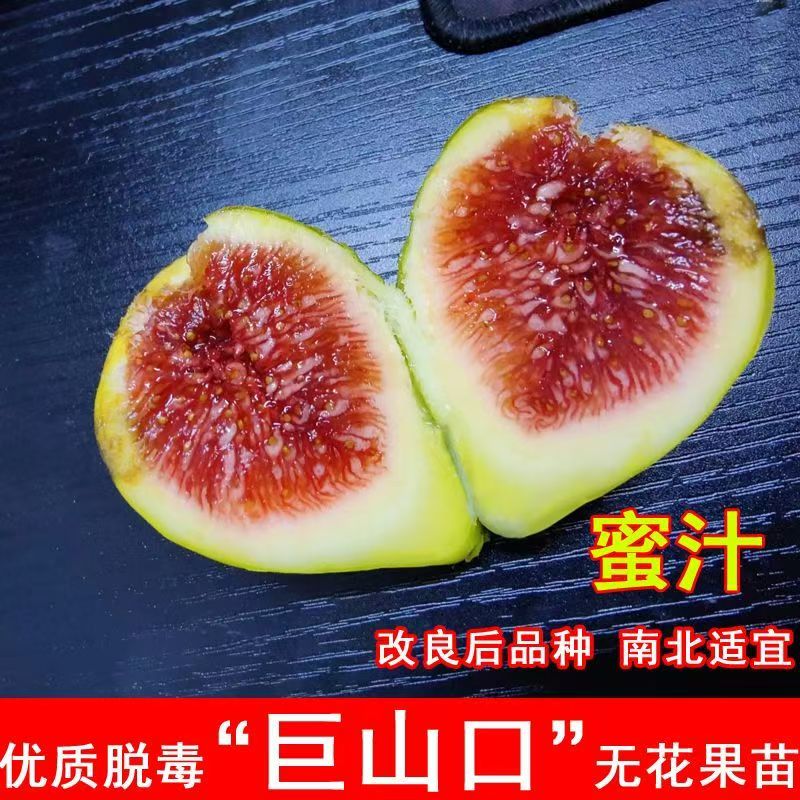 蜜汁无花果树苗嫁接南北种植盆栽改良后品种爆产大苗皮薄大果