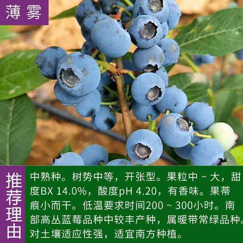 薄雾蓝莓苗果树苗扦插大苗庭院阳台南北方种植送肥料