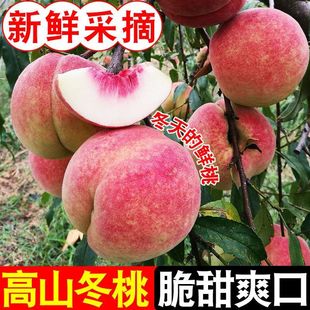 高山冬桃树苗嫁接脆甜桃子新鲜采摘南北方种植当年结果果树苗