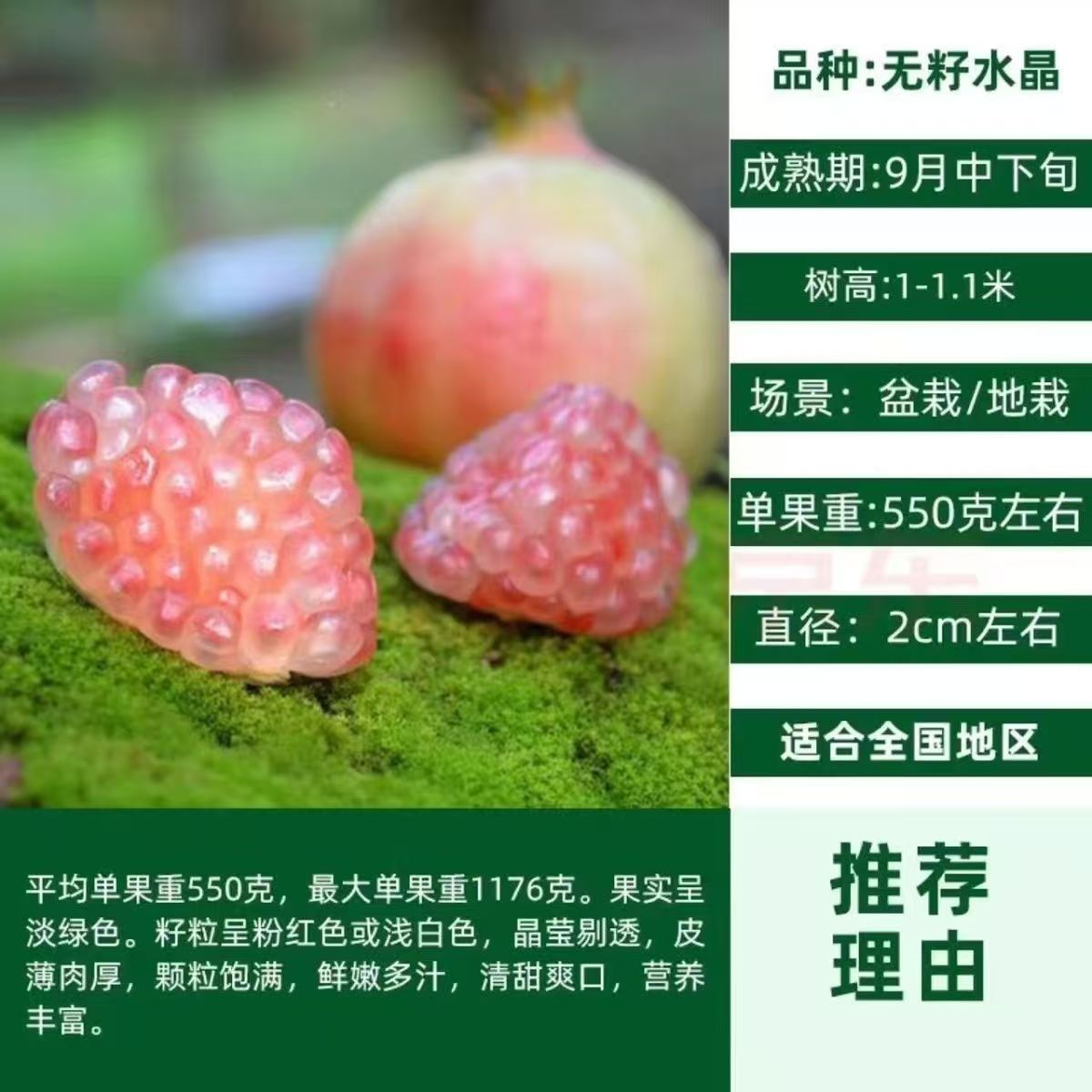 无籽水晶树苗嫁接果树苗盆栽地栽当年结果南方北方种植乔木