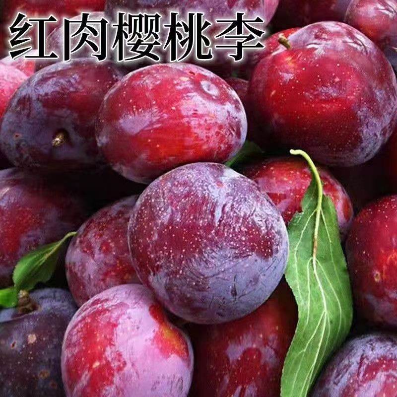 嫁接红肉樱桃李子树苗当年结果南北方种植果树苗盆栽