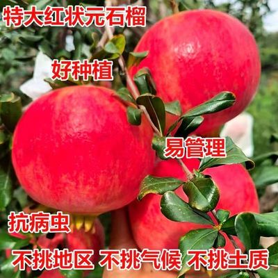 特大红状元石榴树苗嫁接果树苗南北方种植当年结果易管理抗病虫