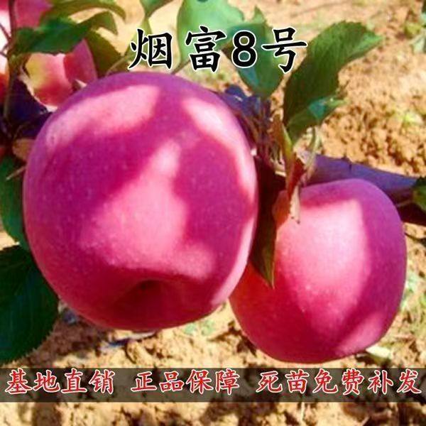 烟富8号苹果树苗嫁接果树活苗南北方种植当年结果基地直销