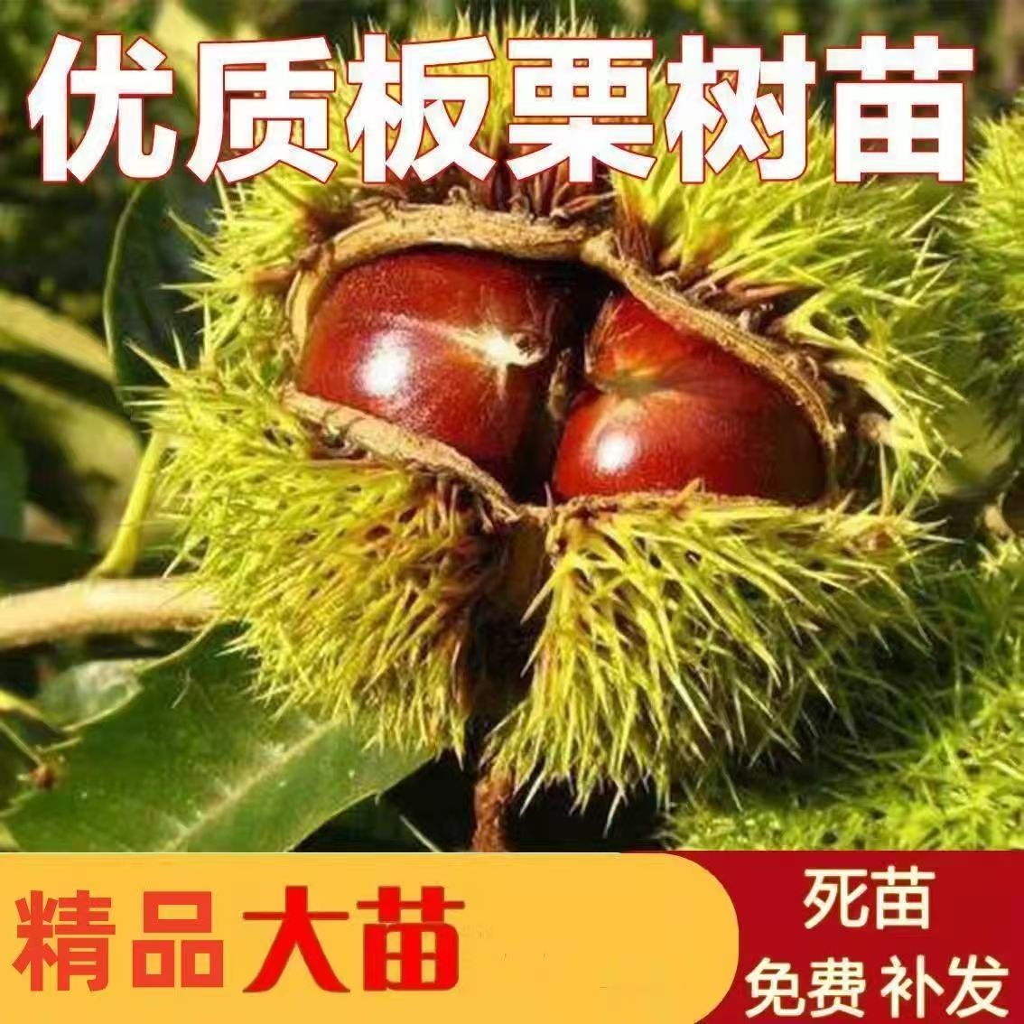 嫁接王中王板栗树苗当年结果南北方种植耐寒大苗果树苗买一送一